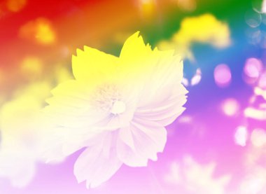 Sarı cosmos çiçek