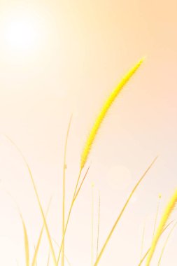 Beyaz sazlık alanı 