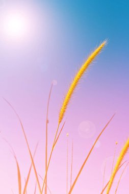 Beyaz sazlık alanı 