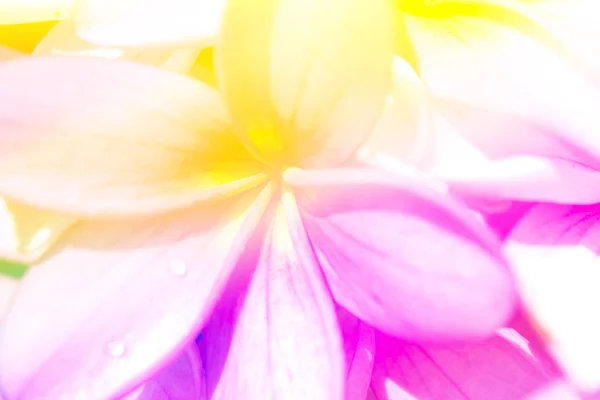 Tak van tropische bloemen — Stockfoto