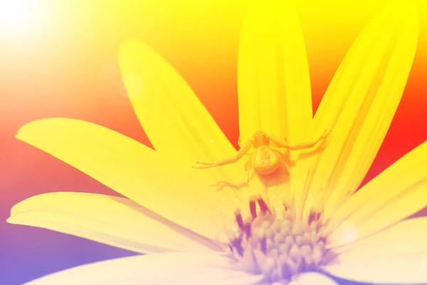 Κίτρινη αράχνη στο κίτρινο λουλούδι — Φωτογραφία Αρχείου