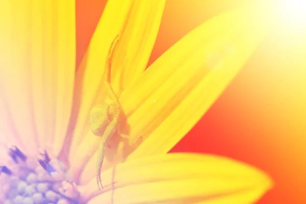 Κίτρινη αράχνη στο κίτρινο λουλούδι — Φωτογραφία Αρχείου