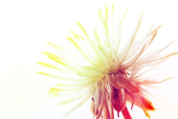 Flor seca de primer plano — Foto de Stock