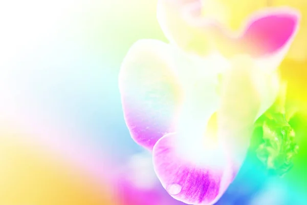 Fechar flor bonita — Fotografia de Stock