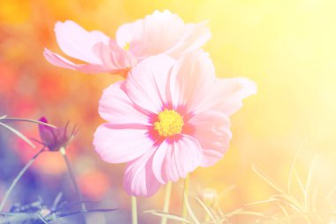  Bahçede kozmos çiçeği