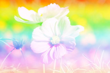  Bahçede kozmos çiçeği