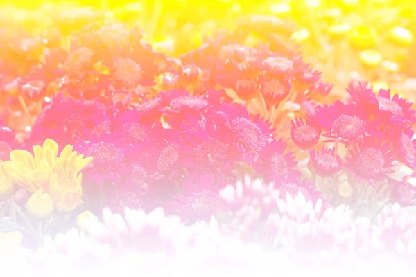 Bela flor em flor de mercado — Fotografia de Stock