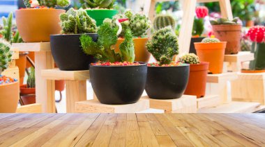 kaktüsler çeşitli 