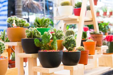 kaktüsler çeşitli 