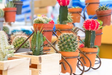 kaktüsler çeşitli 