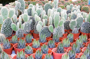 kaktüsler çeşitli 