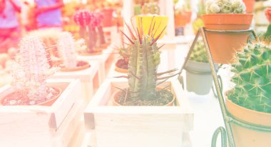 kaktüsler çeşitli 