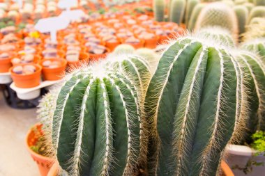 kaktüsler çeşitli 