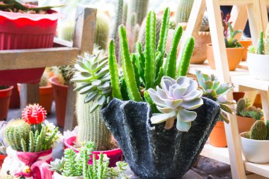 kaktüsler çeşitli 