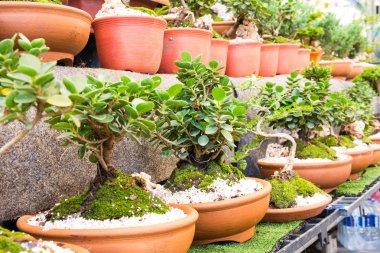 Bonsai çiçek pazarı