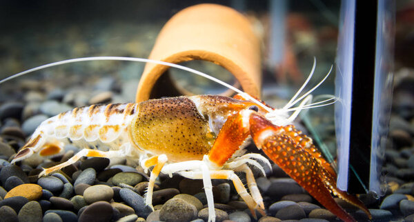 Close up crayfish in aquariums