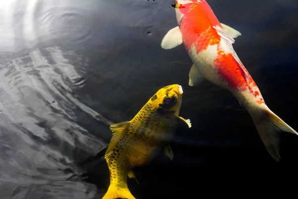Movimiento Koi peces en el estanque — Foto de Stock