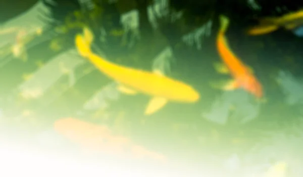 Abstract blurred motion Koi fish in pond — Stock Photo, Image
