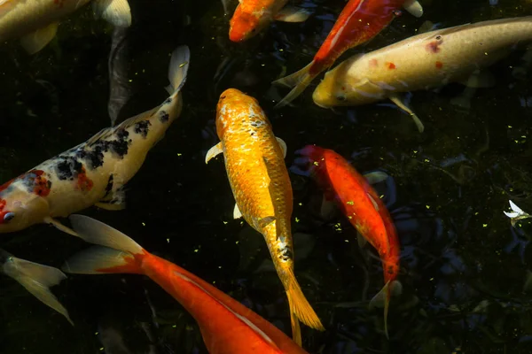 Ruchu Koi ryb w stawie — Zdjęcie stockowe