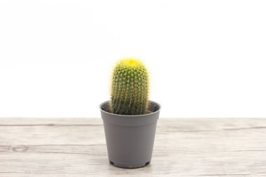 Kaktüs ahşap zemin üzerinde