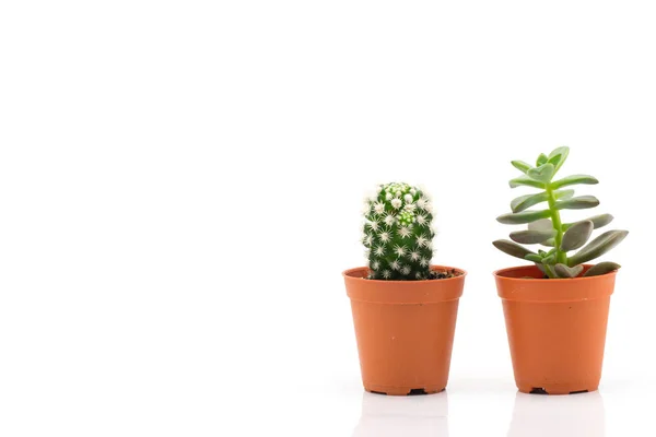 stock image Cactus On White Background