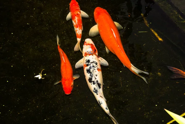 Motion Koi fish in pond — Stock Photo, Image