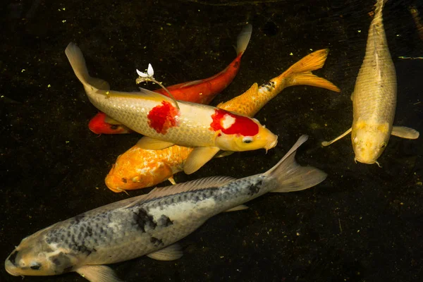 Movimento Koi peixe na lagoa — Fotografia de Stock