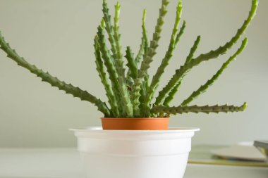 kaktüs beyaz pot