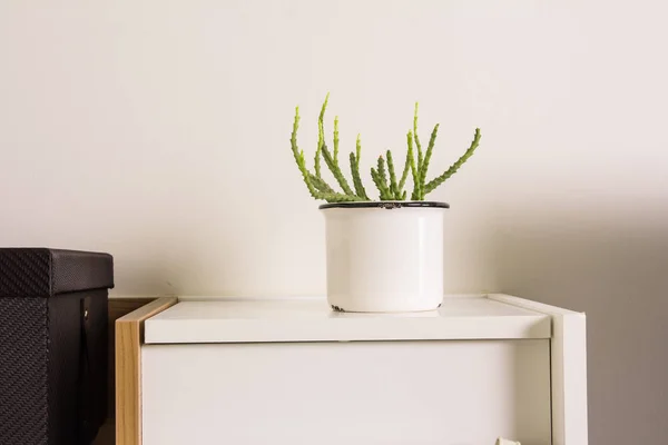 Cactus in witte pot — Stockfoto