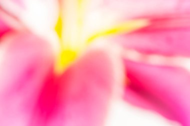 Lily çiçek arka plan bulanıklık