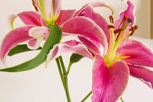 Lilienblüte in einer Vase — Stockfoto