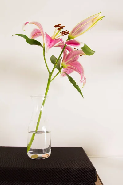 Lily flor em um vaso — Fotografia de Stock