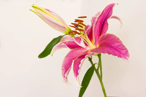 Lilienblüte in einer Vase — Stockfoto