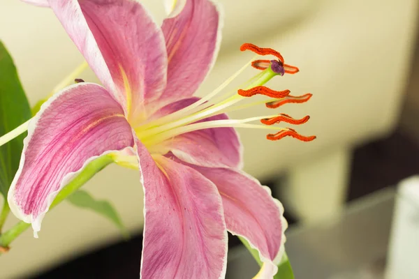 Lilienblüte aus nächster Nähe — Stockfoto