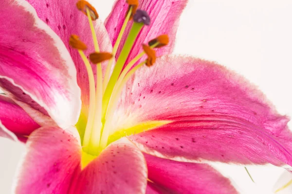 Lilienblüte aus nächster Nähe — Stockfoto