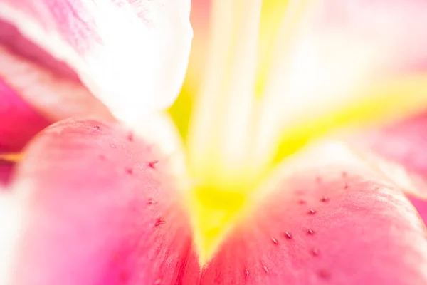 Zamknij się rozmycie kwiat lilii — Zdjęcie stockowe