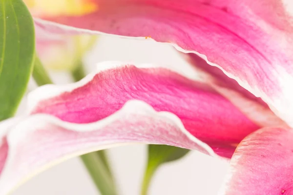 Närbild Lilja blomma — Stockfoto