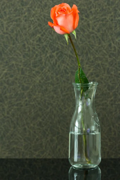 Όμορφο τριαντάφυλλο σε ένα βάζο — Φωτογραφία Αρχείου