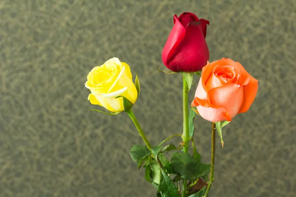 Hermosa rosa en un jarrón — Foto de Stock