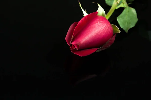Rosa sobre fondo negro — Foto de Stock