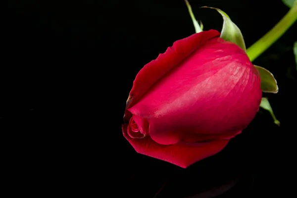 Rose auf schwarzem Hintergrund — Stockfoto