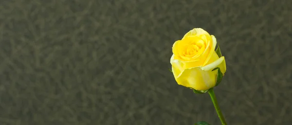 Beautiful rose  in a vase — Stock Photo, Image