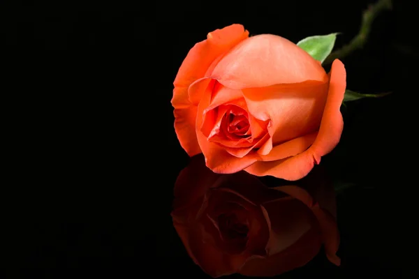 Rosa su sfondo nero — Foto Stock