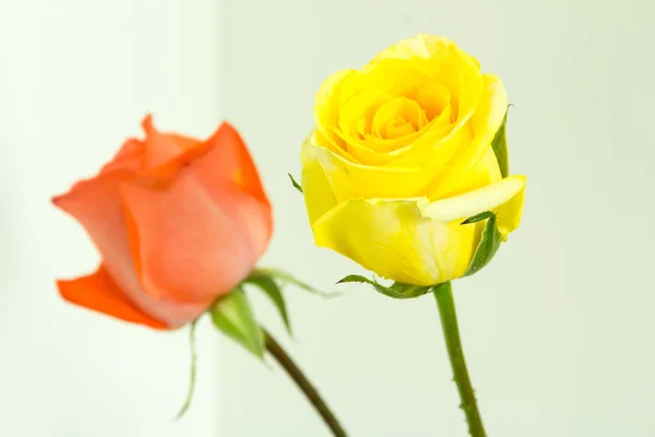 Εσωτερικη όμορφο τριαντάφυλλο — Φωτογραφία Αρχείου