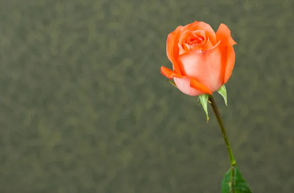 Hermosa rosa sobre fondo de pared — Foto de Stock
