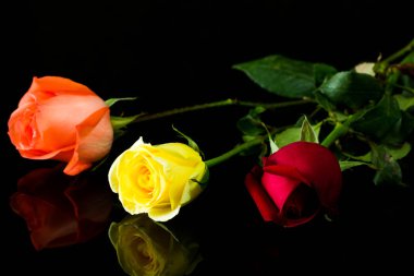 gül üzerinde siyah arkaplan