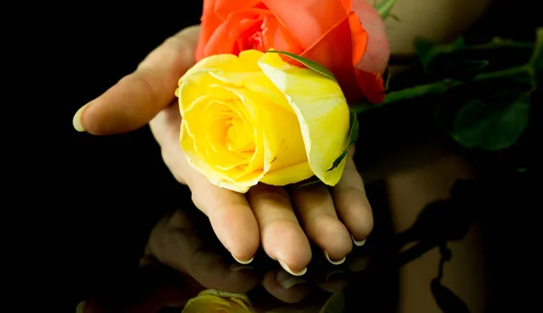Όμορφο τριαντάφυλλο στο χέρι — Φωτογραφία Αρχείου