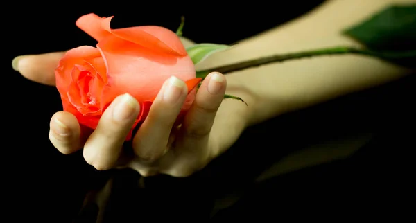 Hermosa rosa en la mano — Foto de Stock