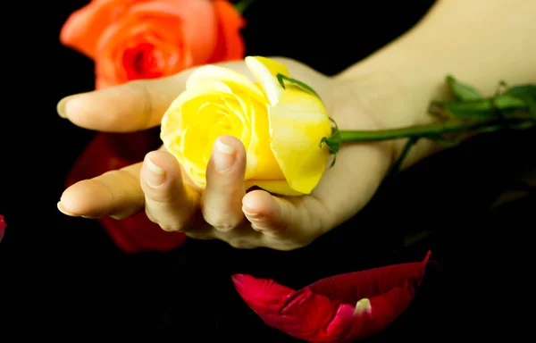 Beautiful rose on hand — Stock Photo, Image