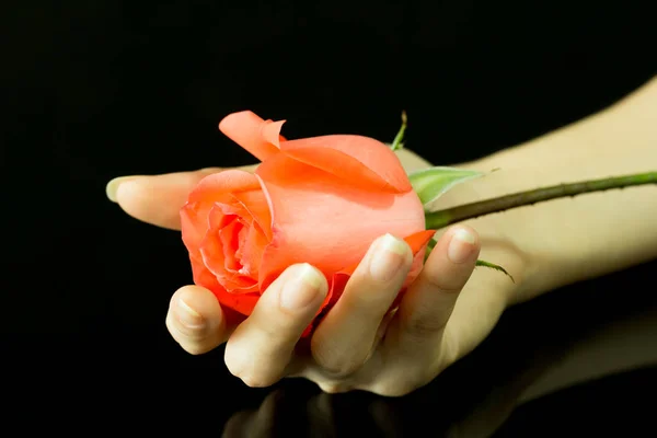 Beautiful rose on hand Stock Picture